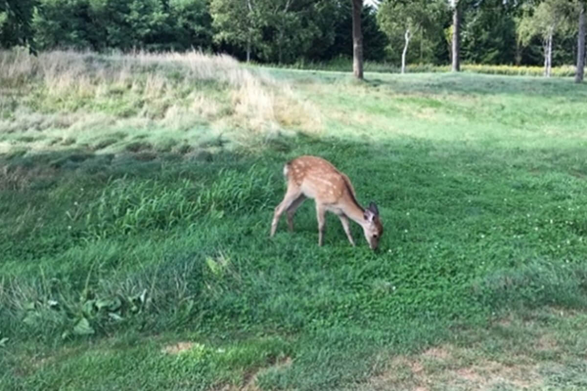 ゴルフ場で鹿に遭遇したときの写真です